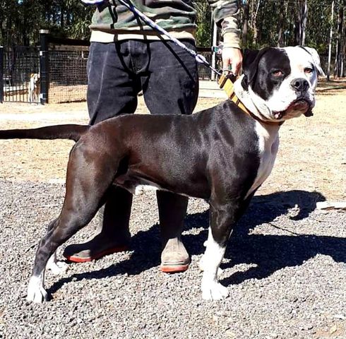 Hailstones Dark Knight